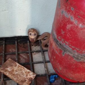IMG-20250703-WA0018